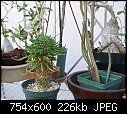 2 plants to ID please-dsc00401.jpg