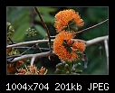Eucalyptus phoenicea-Fiery Gum. 1 of 3-b-2878-fierygum-15-03-07-30-85.jpg