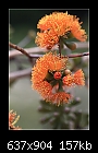 Eucalyptus phoenicea-Fiery Gum. 2 of 3-b-2898-fierygum-15-03-07-30-90.jpg