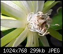 Epiphyllum phyllanthus var. guatemalense monstrose &quot;monstrose_a.jpg&quot; (1/1) yEnc 306255 Bytes-monstrose_a.jpg