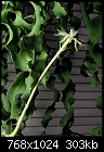 Epiphyllum phyllanthus var. guatemalense monstrose &quot;monstrose_b.jpg&quot; (1/1) yEnc 310049 Bytes-monstrose_b.jpg