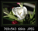 Spring - Tulip 01.jpg-tulip-01.jpg