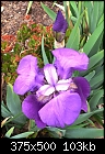 It's IrisTime in San Diego.-purple-iris-m.jpg