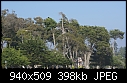 Santa Barbara Trees-sb-oldbchtreesdsc00438.jpg