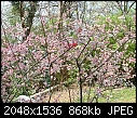 Flowering Quince-dscf0045.jpg