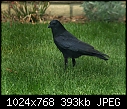 Crow in backyard-crow.jpg