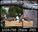 7 House Finches @ feeder-7-house-finches-%40-feeder.jpg