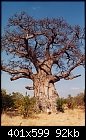 -baobob_tree.jpg