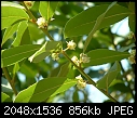 Flowering Bay Laurel Tree-dscf0050.jpg