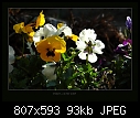 Gardenflowers 02 Violets.jpg-gardenflowers-02-violets.jpg
