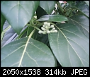 avocado tree-picturehome-492.jpg