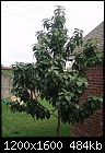 avocado tree-picturehome-491.jpg