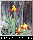 Bronze Yellow Iris-irisbronzeyellowdsc00505.jpg
