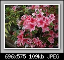 Pink Azaelia-azaelia-pinkmarbleddsc00525.jpg