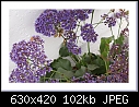 -purplestuffdsc00507.jpg