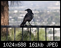 Old Crow-old-crow.jpg