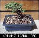 Juniper Bonsai Revisited 1-juniper_bonsai_revisited_1.jpg