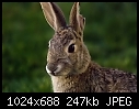 Bunny rabbit portrait-bunny-rabbit-portrait.jpg