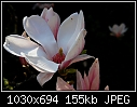 Magnolia.-magnolia-01.jpg