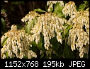 Spring Icicles - Pieris-1_4989.jpg-pieris-1_4989.jpg