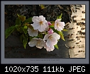 Prunus 01.jpg-prunus-01.jpg