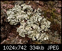 Do You Like - Lichens_4993.jpg-lichens_4993.jpg