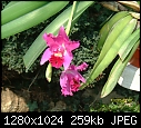orchid-orchidx.jpg