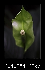 Fade to green.-b-0324-spathiphyllum-01-04-07-20-50.jpg