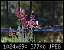 -penstemon-hummingbird.jpg
