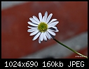 White flower-white-flower-.jpg
