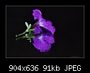 Purple Petunia 1/2-b-0476-petunia-03-04-07-20-90.jpg