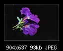 Purple Petunia 2/2-b-0477-petunia-03-04-07-20-90.jpg