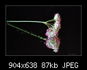 Geranium 3/4-b-0482-geranium-03-04-07-20-90.jpg