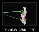 Geranium 4/4-b-0486-geranium-03-04-07-20-90.jpg
