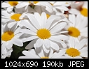 White flowers-white-flowers.jpg