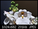 -white-flower-2.jpg
