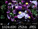 Purple flower-purple-flower.jpg