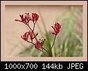 Kangaroo Paw flower (Anigozanthos)-b-0190-azoo-08-02-07-20-400.jpg