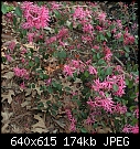 Lorepetalum, pink variety-lorepetalum.jpg