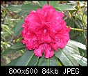 Rhododendron-rhododendron-_lord-roberts_001.jpg