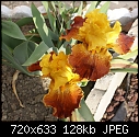 Another pic of a Bronze Iris-iris-bronzeyellowdsc00561a.jpg