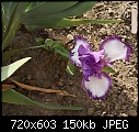 Iris Purple &amp; White-iris-purplewhitedsc00559a.jpg
