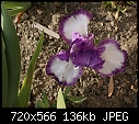 Purple &amp; White Iris a close shot.-iris-purplewhitedsc00560a.jpg