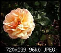 -rose-about-facedsc00567a.jpg