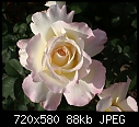 Rose - Garden Party-rose-garden-partydsc00565a.jpg