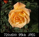 My favourite rose-rose-orangefragrantdsc00564a.jpg