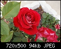 Red Rose-rose-red-snowfiredsc00566a.jpg