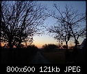 Dawn Trees 1 - DawnTrees2Small.jpg (1/1)-dawntrees2small.jpg