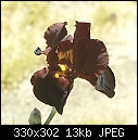Desert Iris-iris-6.jpg