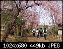 Cherry blossoms in Saitama, JAPAN-cherry_blossoms_2.jpg